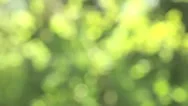 Defocused Spring Background. Stock Footage