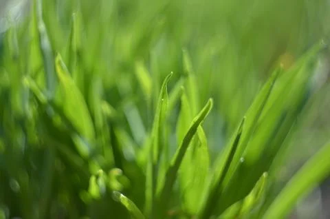 Defocused spring background, from the young green grass. Фото