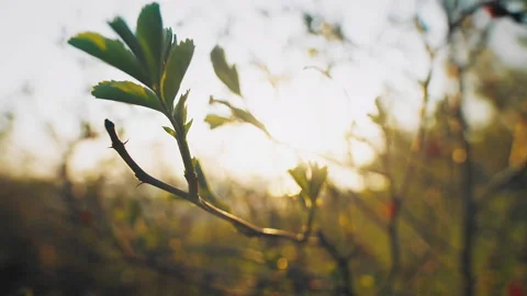 Defocused spring sunset branch 库存影片 203862938
