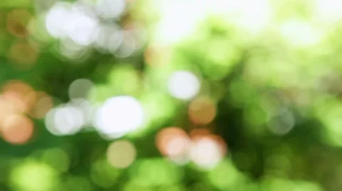 Defocused summer leaves Stock Footage 7736922