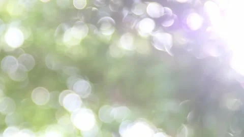 Defocused sun ray through green leaves Stock Footage 299265408