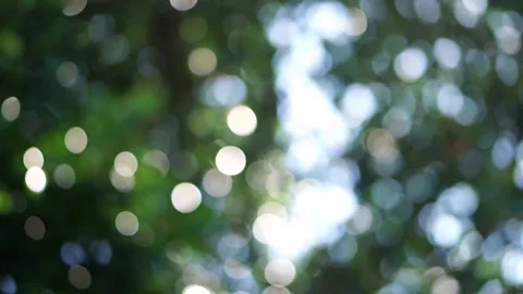 Defocused - the sunlight behind the green leaf outdoor. Stock Footage 146255060