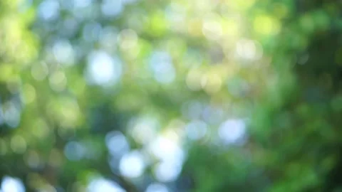 Defocused - the sunlight behind the green leaf outdoor. Stock Footage 146255077