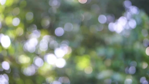 Defocused - the sunlight behind the green leaf outdoor. Stock Footage 146255106
