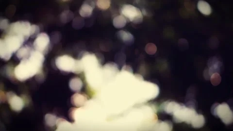 Defocused - the sunlight behind the green leaf outdoor. Stock Footage 146255138