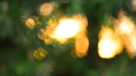 Defocused sunset light comes through pine tree branches. Stock Footage 74368337