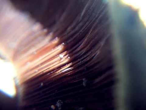 Defocused tiny dark mushroom plates macro photo in the natural forest for mys Stock Photos