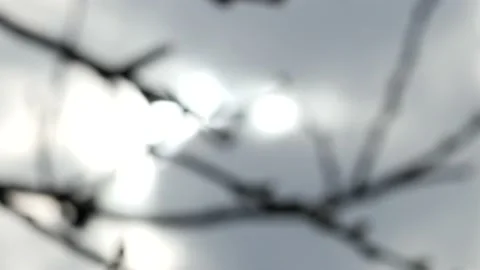 Defocused tree branches against the sky Stock Footage 98812017