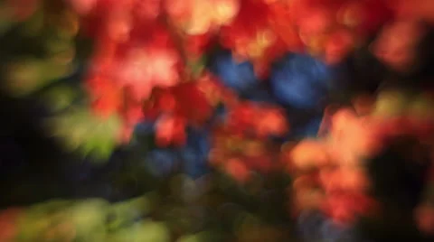 Defocused tree with soft autumn colored foliage. Abstract floral background Stock Footage 58212607