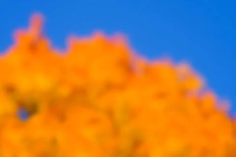 Defocused tree top on blue sky. Natural autumn blurred background Stock Photos