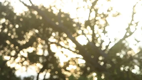 Defocused Trees and Sky Stock Footage 79226727
