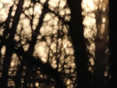 Defocused Trees and Sunlight Stock Photos