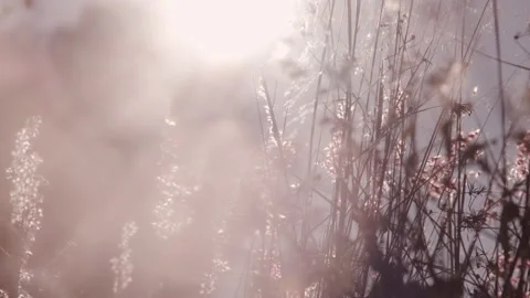 Defocused view of dry wildflowers and grass in winter or spring meadows Stock-Footage 169574502