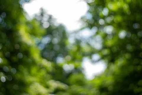 Defocused view through the trees to the sky Stock Photos