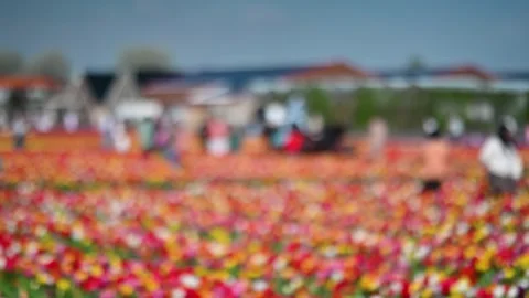 Defocused visitors walking through colorful tulip field. Stock-Footage 328243783