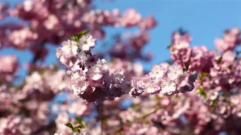 Defocusing cherry blossoms Stock Footage 10915142