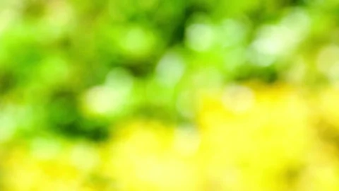 Defocussed Natural Background Clip Stock Footage 76022500