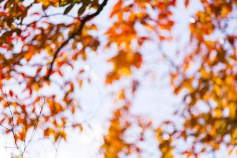 Defocussed view of fall leaves on tree branches, low angle view, Washington.. Stock Photos