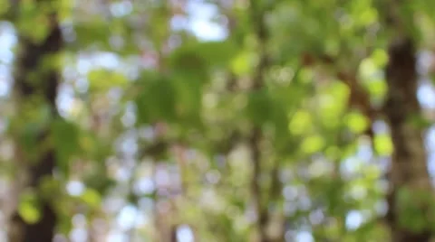 Defocussed view of windy forest Video stock 55764175