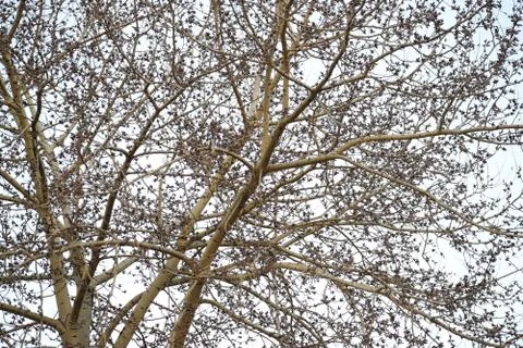 Defoliated tree branches as a background. Stock Photos