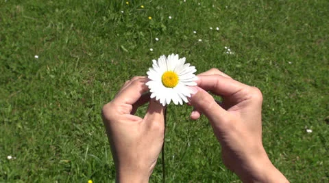 Defoliating daisy 60 Stock Footage 24240991