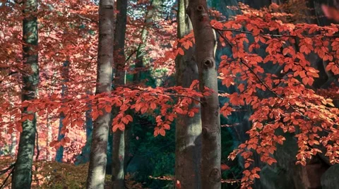 Defoliation in the autumn forest Video stock 58588357