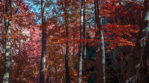 Defoliation in the autumn forest Stock Footage 58588514