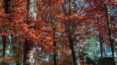 Defoliation in the autumn forest Video stock 58588534