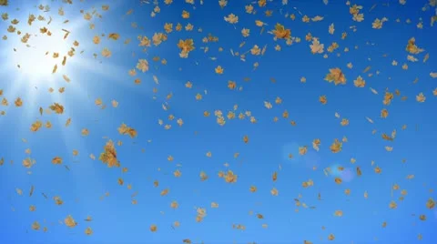 Defoliation on the background of sunny sky. Video stock 10204419