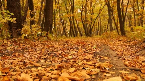 Defoliation Stock Footage 8832338