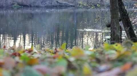 Defoliation Stock Footage 8928769