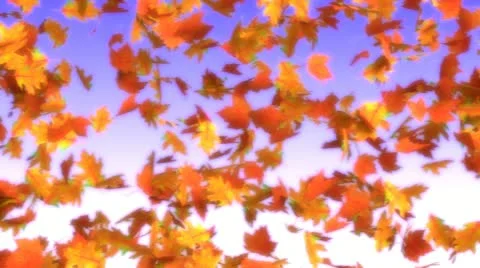 Defoliation Stock Footage 10889351