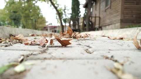 Defoliation leaves leaf fall leaves Stock Footage 68996745