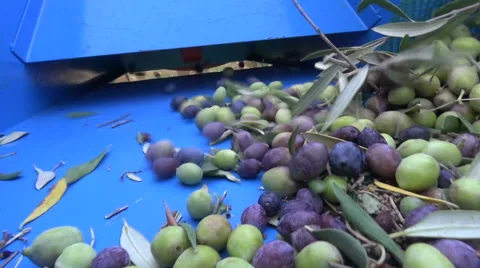 Defoliation of Olives (1) Видео 43939108