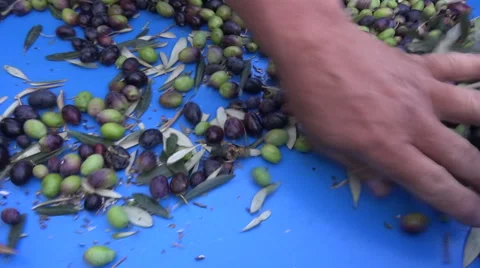 Defoliation of Olives (3) Stock Footage 43942855