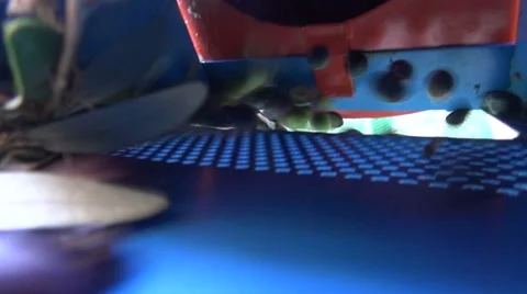 Defoliation of Olives (4) Stock Footage 43947435