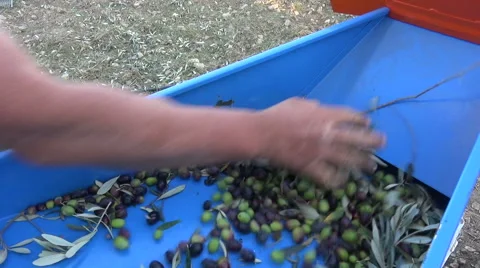Defoliation of Olives (5) 库存影片 43949665