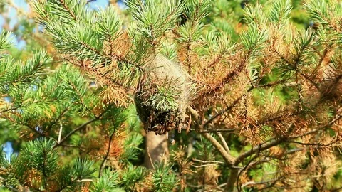 Defoliation of a pine by caterpillars. Stock Footage 121469197