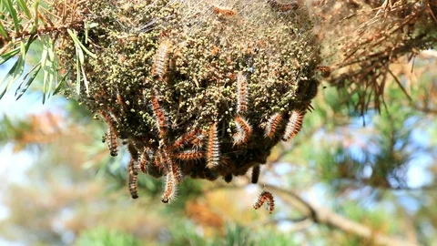 Defoliation of a pine by caterpillars. Stock Footage 121469282
