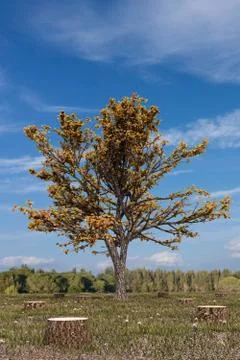 Deforestated field Stock Illustration