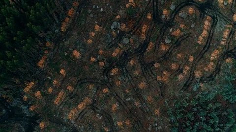 Deforestation From Above Stock Footage 99798544