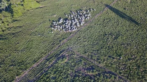Deforestation aerial drone view of cattle on farm pasture in Amazon rainforest Stock Footage 131771262