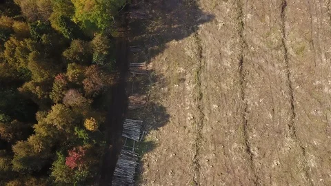 Deforestation aerial drone view. Environmental destruction, logging. Big felled 스톡 동영상 127164801