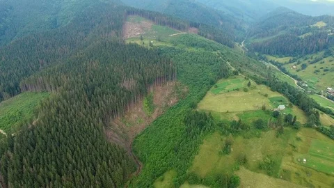 Deforestation. Aerial drone view of forest destroyed Ukrainian Carpathians Stock Footage 80170512