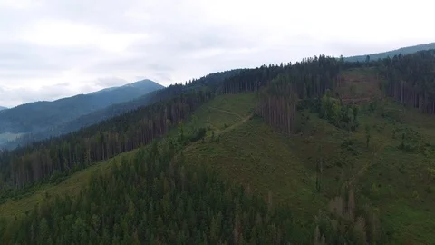 Deforestation. Aerial drone view of forest destroyed in Ukraine. Stock Footage 98128679