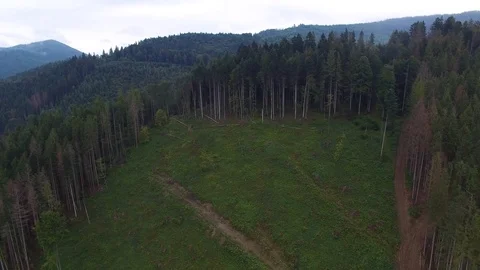 Deforestation. Aerial drone view of forest destroyed in Ukraine. Stock Footage 98128877