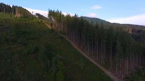 Deforestation. Aerial drone view of forest destroyed in Ukraine. Video stock 98129073