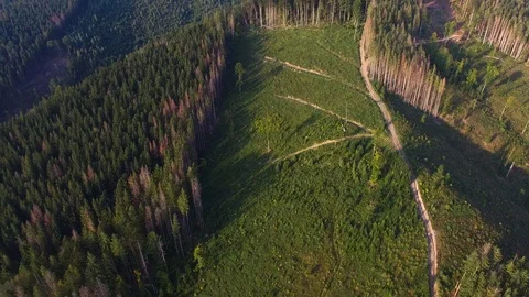 Deforestation. Aerial drone view of forest destroyed in Ukraine. Stock Footage 98129317