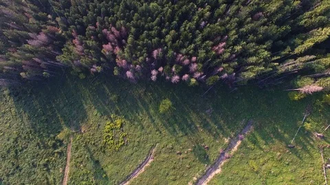 Deforestation. Aerial drone view of forest destroyed in Ukraine. Stock Footage 98129521
