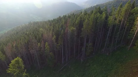 Deforestation. Aerial drone view of forest destroyed in Ukraine. Stock Footage 98129658